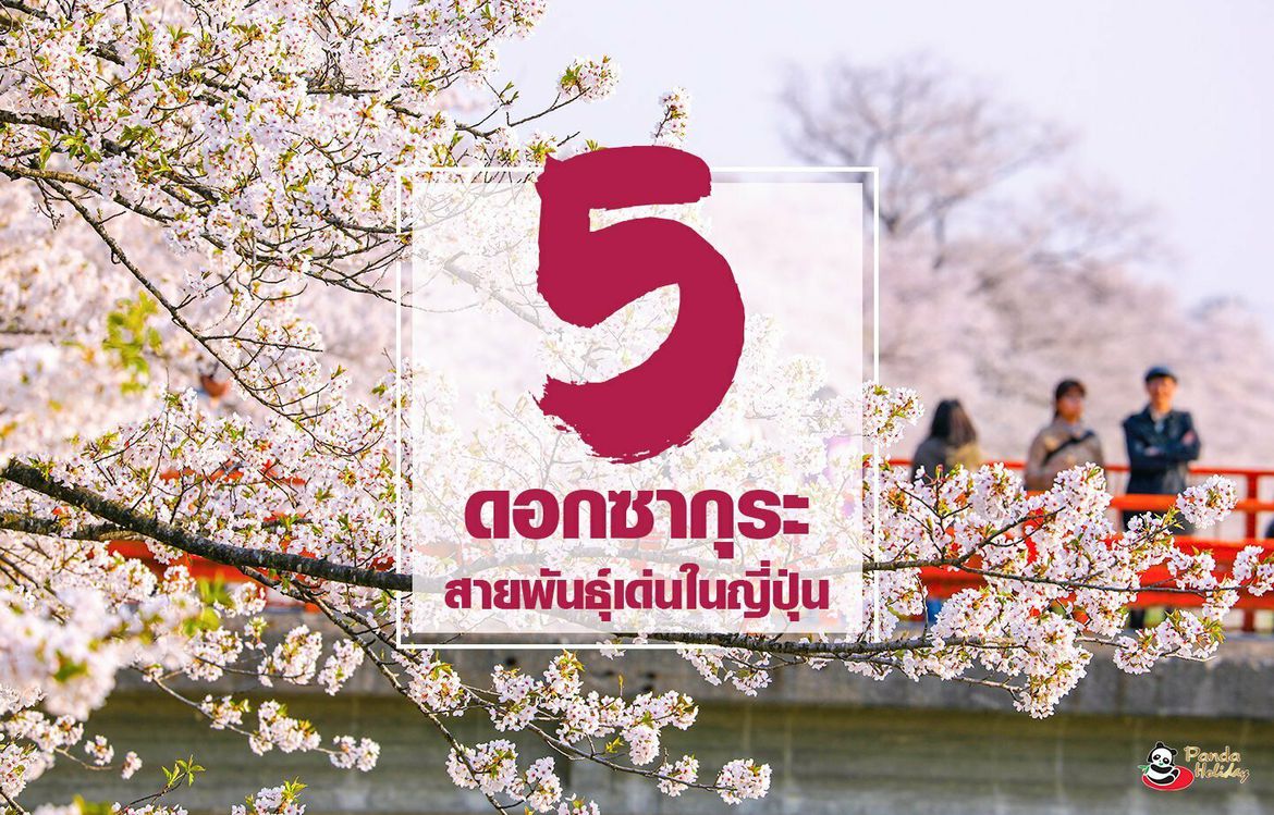 5 ดอกซากุระ สายพันธุ์เด่นในญี่ปุ่น
