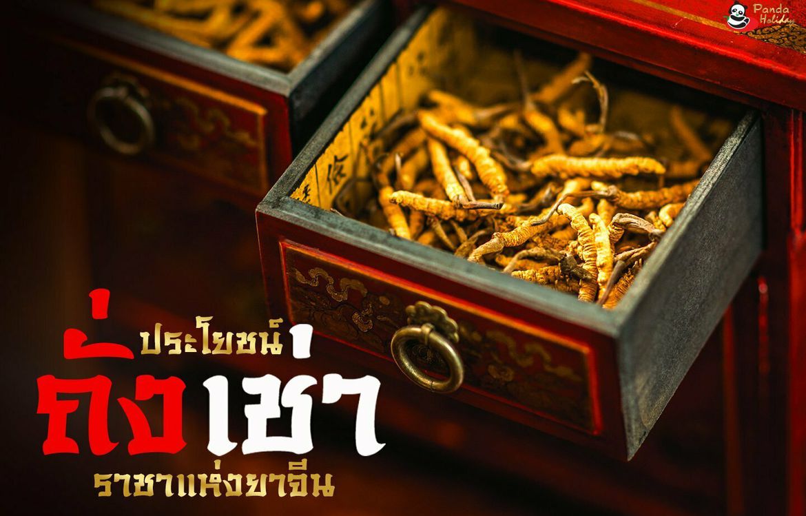 ประโยชน์ของ ถั่งเช่า ราชาแห่งยาจีน