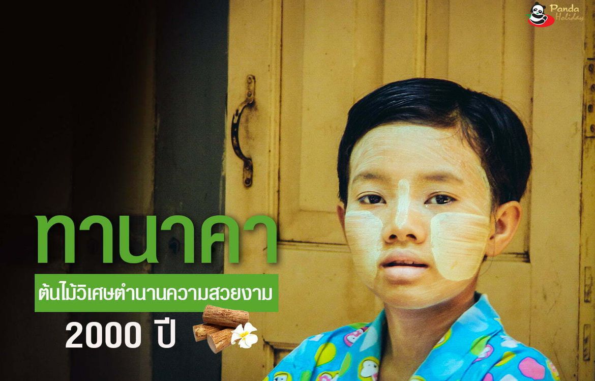 ทานาคา ต้นไม้วิเศษตำนานความสวยมากกว่า 2000 ปี