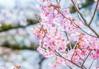 1ปี มีครั้งเดียว ถนนสายนักปราชญ์จุดชมซากุระสุดสวยในเกียวโต