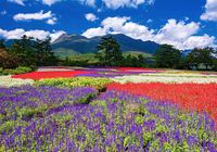 ชมสวนดอกไม้สวนดอกไม้คุจุ ญี่ปุ่น