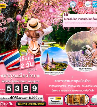 มหัศจรรย์ ซากุระเมืองไทย ดอยอินทนนท์ ดอยสุเทพ