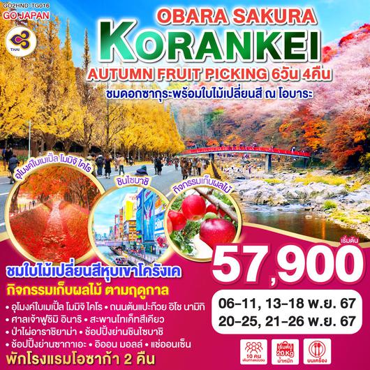 KORANKEI OBARA SAKURA & AUTUMN FRUIT PICKING 6D 4N โดยสายการบินไทย [TG]