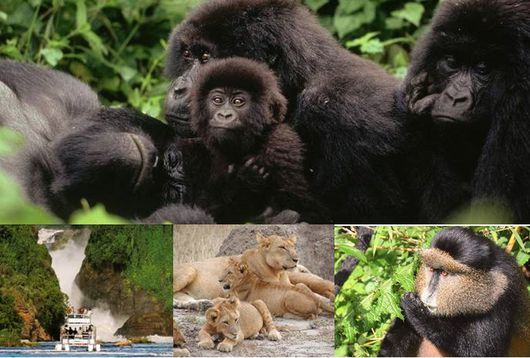10 วัน ยูกันดา – รวันดา