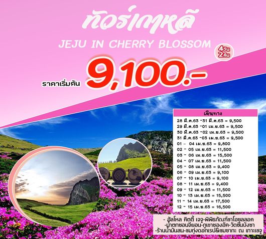 ทัวร์เกาหลี เชจู ROMANTIC JEJU IN CHERRY BLOSSOM'20