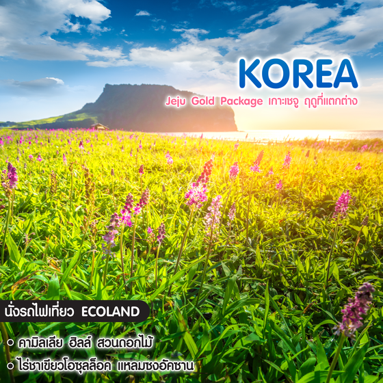 ทัวร์เกาหลี Jeju Gold Package เกาะเชจู ฤดูที่แตกต่าง หญ้าพิงค์มูลลี่