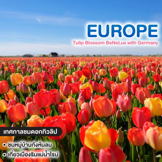 ทัวร์ยุโรป Tulip Blossom BeNeLux with Germany