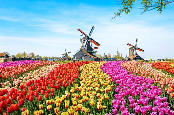 BENELUX BLOSSOM ฝรั่งเศส เบลเยี่ยม ลักเซมเบิร์ก  เยอรมนี เนเธอร์แลนด์ 8วัน 5คืน โดยสายการบิน Emirates (EK)