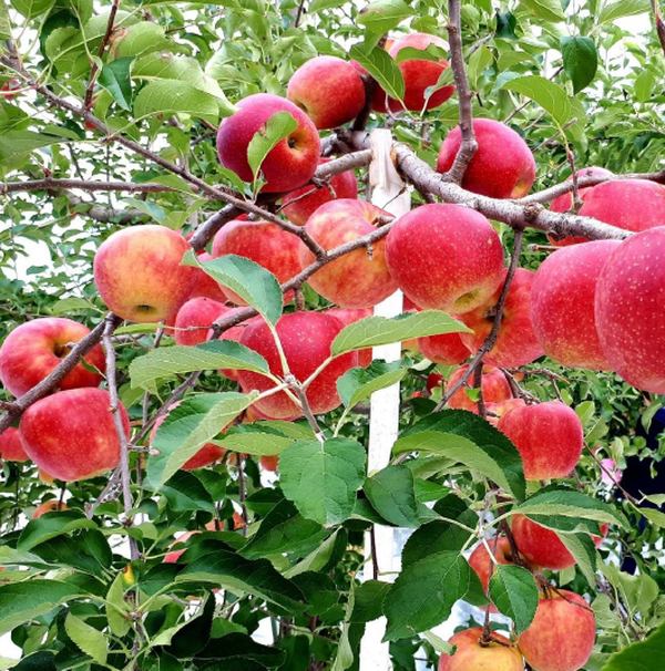 โตเกียว TOHOKU AUTUMN FRUIT FARM