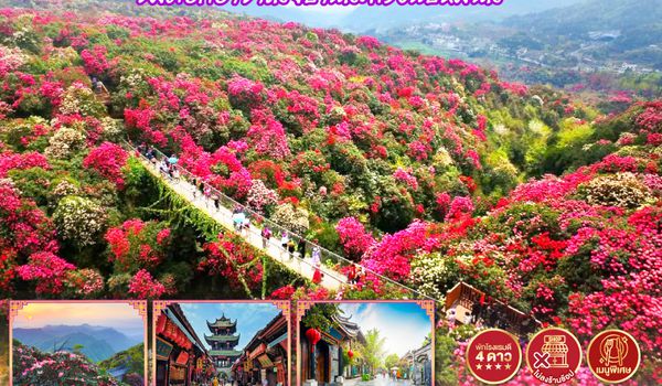 QQGO1TFU-TG032 เฉิงตู กวงอู้ซาน ชมดอกอาซาเลียบานสะพรั่งนับหมื่นลี้ 6วัน 5คืน *ไม่ลงร้านช้อป* โดยสายการบิน Thai Airways (TG)