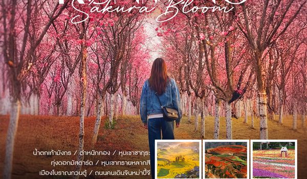 ทัวร์คุณธรรม Sakura & Mustard Bloom คุนหมิง หุบเขาซากุระ ทุ่งดอกมัสตาร์ด 5 วัน 4 คืน (MU)