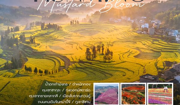 ทัวร์คุณธรรม Sakura & Mustard Bloom คุนหมิง หุบเขาซากุระ ทุ่งดอกมัสตาร์ด 5 วัน 4 คืน (MU)