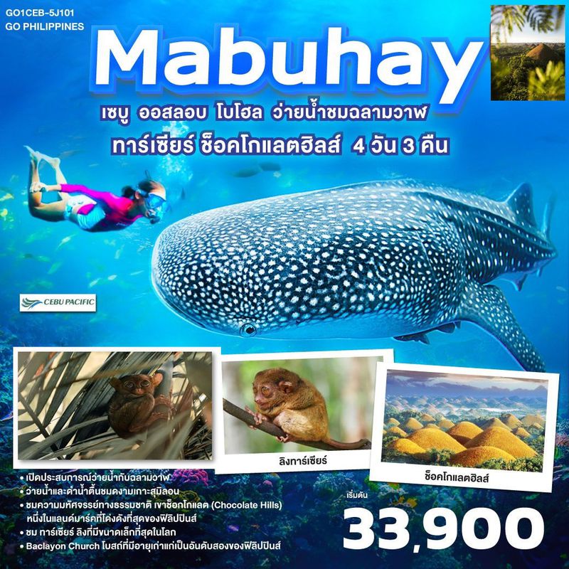 ทัวร์ฟิลิปปินส์ GO Philippines Mabuhay เซบู ออสลอบ โบโฮล ว่ายน้ำกับฉลามวาฬ ชมทาร์เซียร์ ช็อคโกแลตฮิลส์ 4วัน3คืน